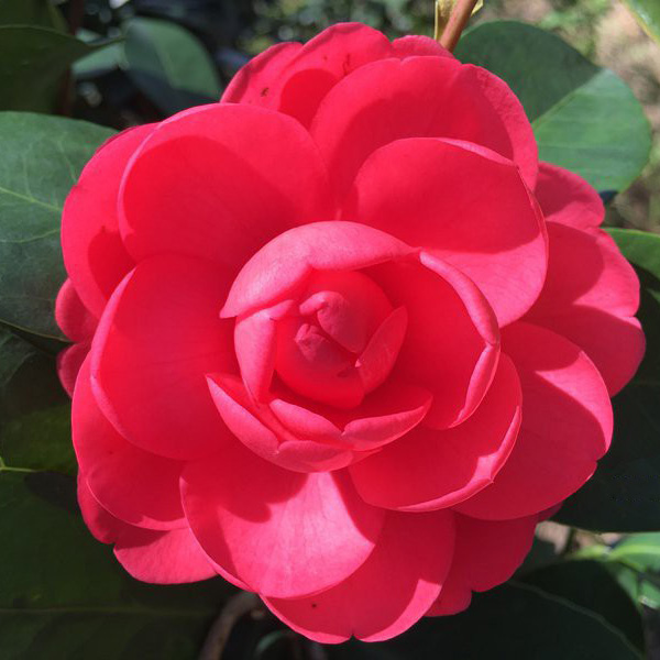 夏梦小璇