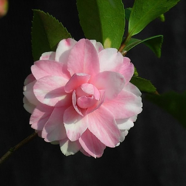 香乐(紫丁香)_金华米可苗木有限公司-米可茶花,小苗,金华茶花,四季
