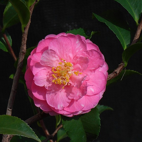 香乐(紫丁香)_金华米可苗木有限公司-米可茶花,小苗,金华茶花,四季